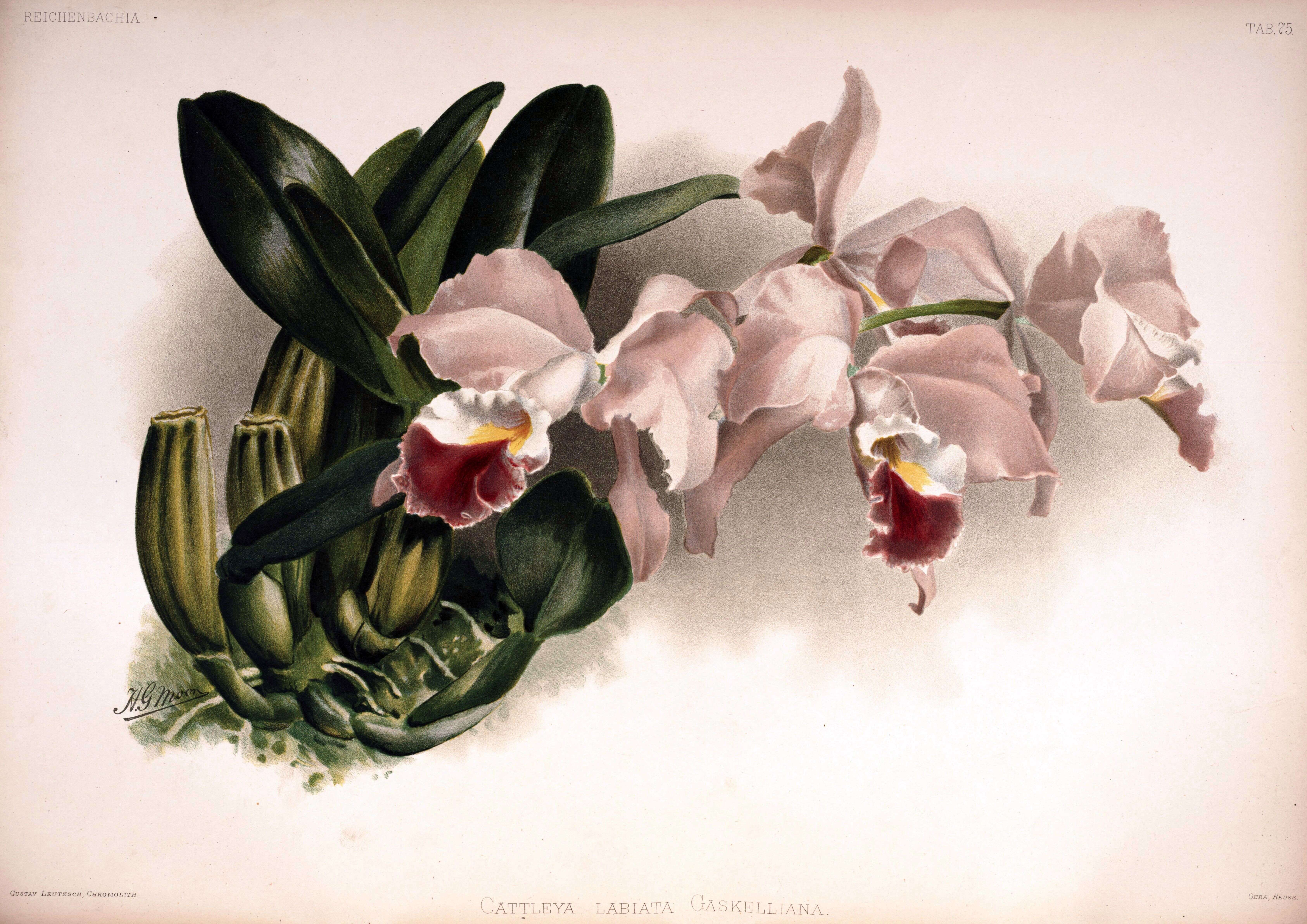 Imagem de Cattleya gaskelliana (N. E. Br.) B. S. Williams