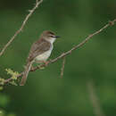 Prinia somalica (Elliot & DG 1897) resmi