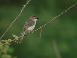 Image of Pale Prinia