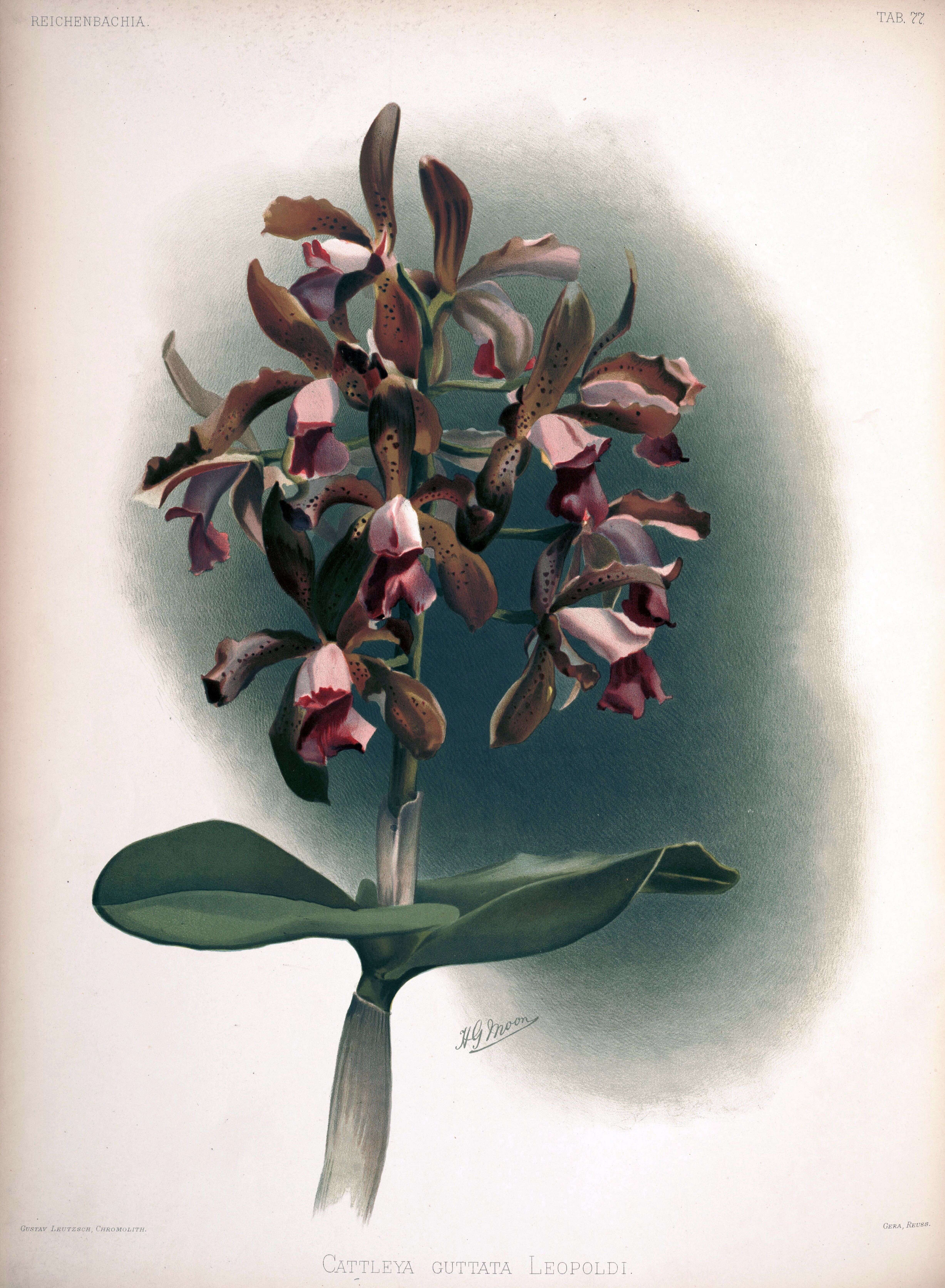 Image of Cattleya tigrina A. Rich.