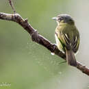 Image of Gray-crowned Flycatcher