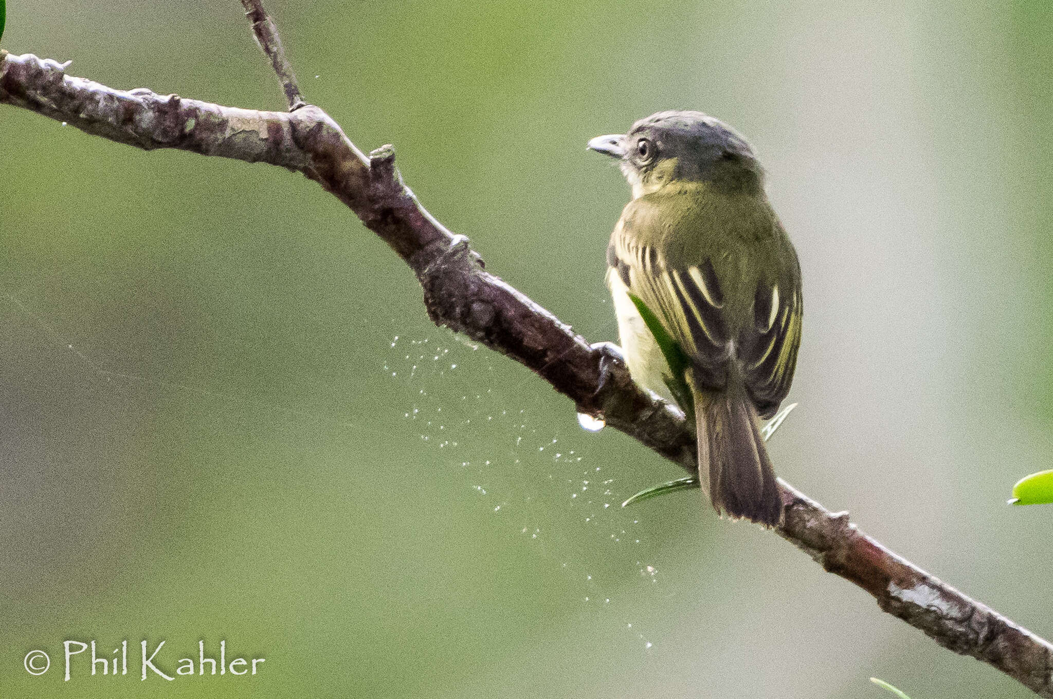 Image of Gray-crowned Flycatcher