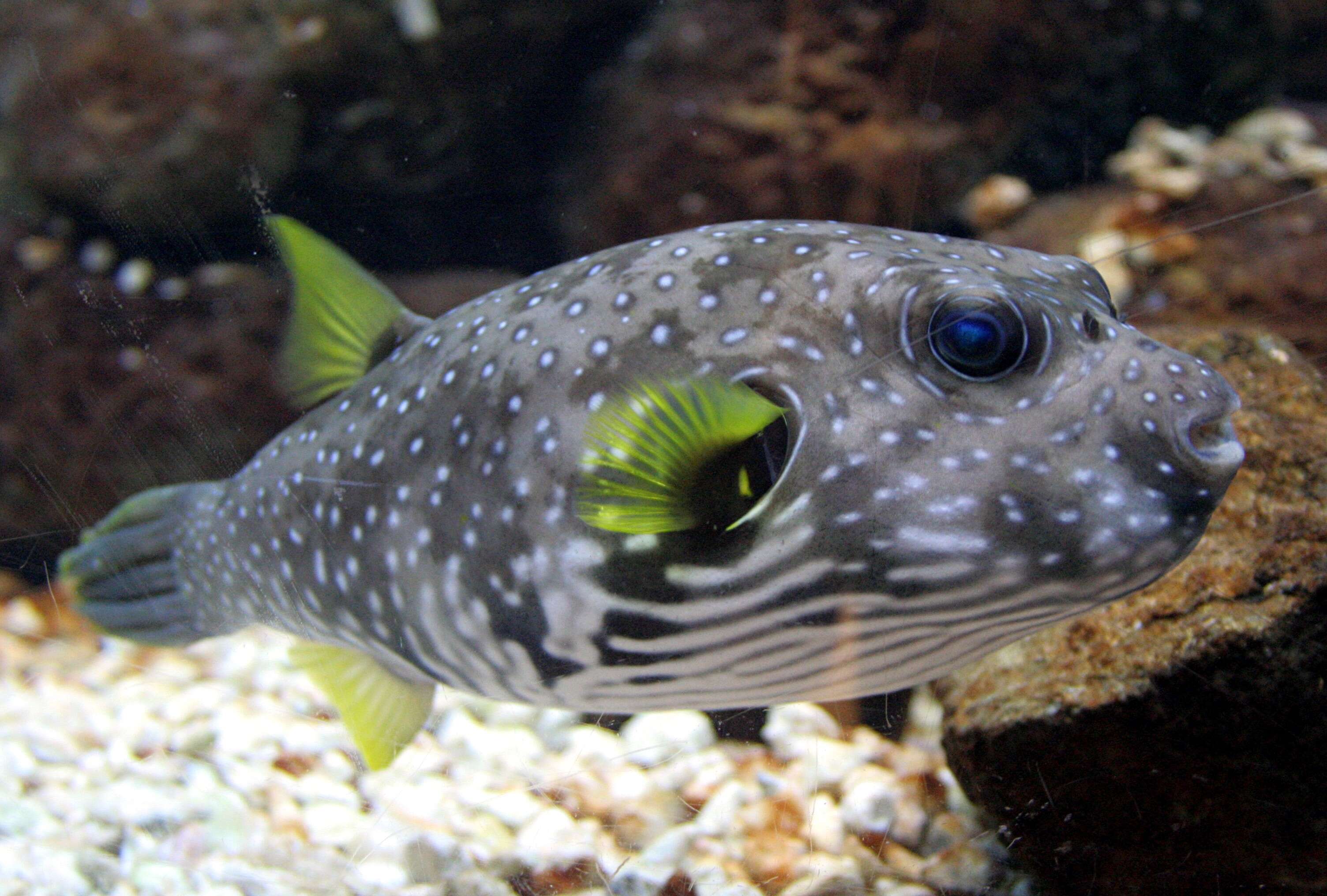 Image of Broadbarred Toadfish