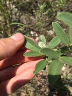 Imagem de Lespedeza capitata Michx.