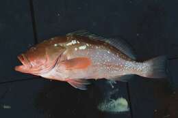 Image of Red Grouper