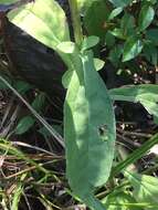 Image of Rudbeckia terranigrae