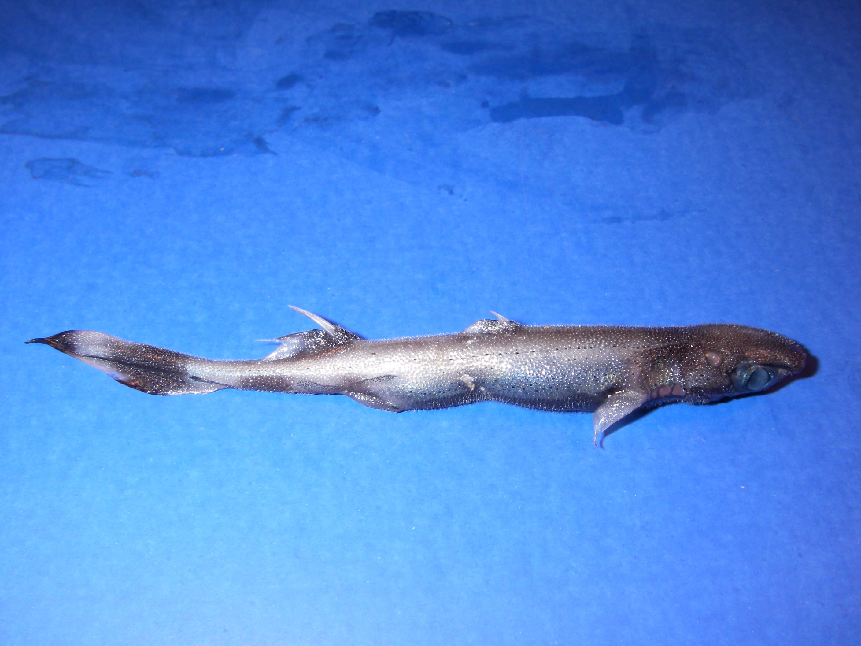 Image of Fringefin Lanternshark