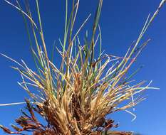 Image of Sheep's Fescue