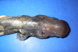 Image of Fringefin Lanternshark