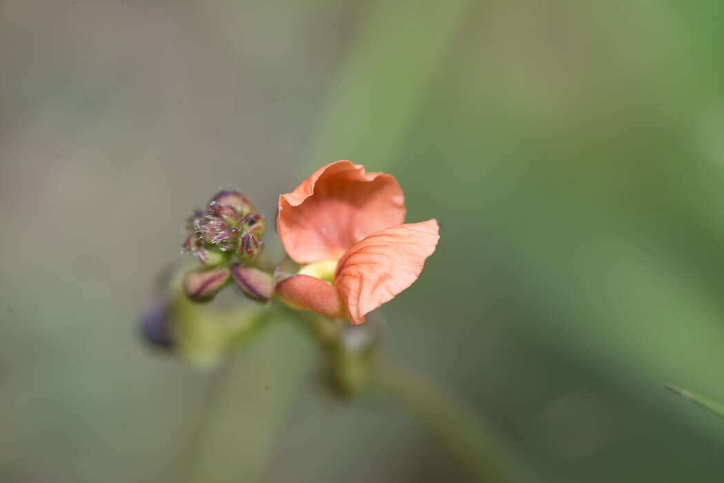 Слика од Macroptilium gibbosifolium (Ortega) A. Delgado