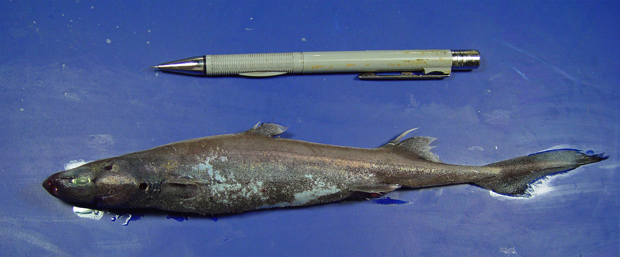 Image of Fringefin Lanternshark