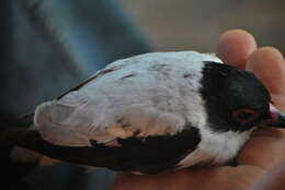 Image of Black-tailed Tityra