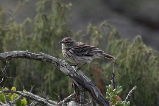 Image of Karoo Lark