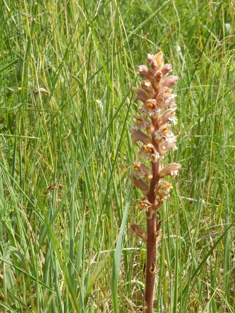 Imagem de Orobanche lutea Baumg.