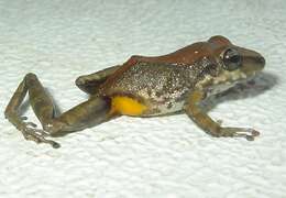 Image of Pristimantis variabilis (Lynch 1968)