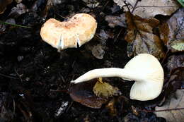 Imagem de Hygrophorus nemoreus (Pers.) Fr. 1838