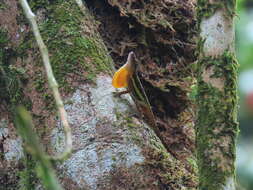 Image of Townsend's Anole