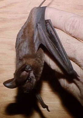 Image of Big Free-tailed Bat