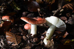 Image of Russula nobilis Velen. 1920