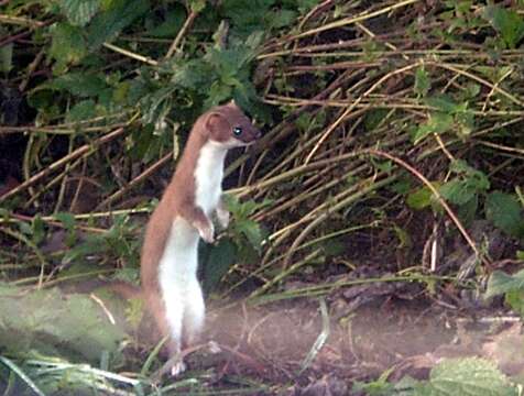 Image of least weasel