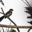 Image of Philippine Pied Fantail