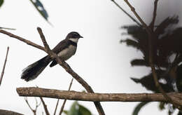 Image of Philippine Pied Fantail