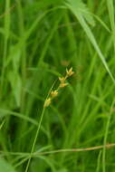 Image of Carex diastena V. I. Krecz.