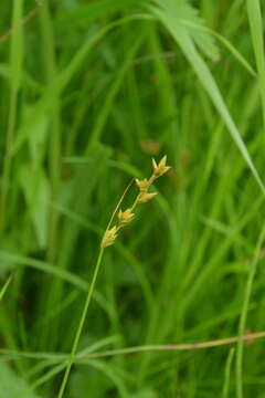 Image of Carex diastena V. I. Krecz.