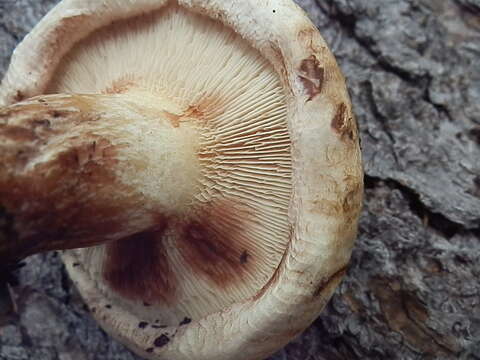 Paxillus obscurisporus C. Hahn 1999 resmi