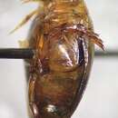 صورة Laccophilus maculosus maculosus Say 1823