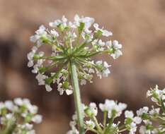 Plancia ëd Eurytaenia texana Torr. & Gray