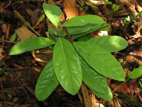 Image of Passiflora pittieri Mast.