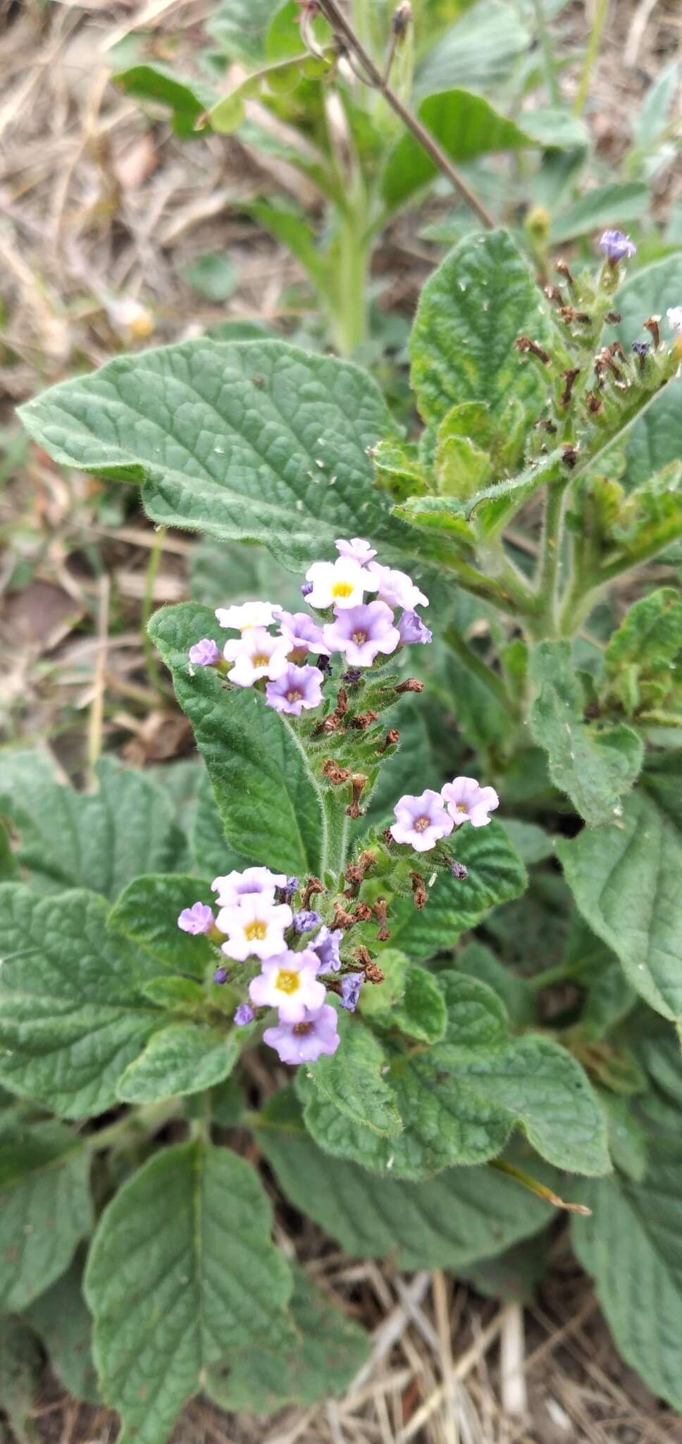 Image of Heliotropium nicotianifolium Poir.