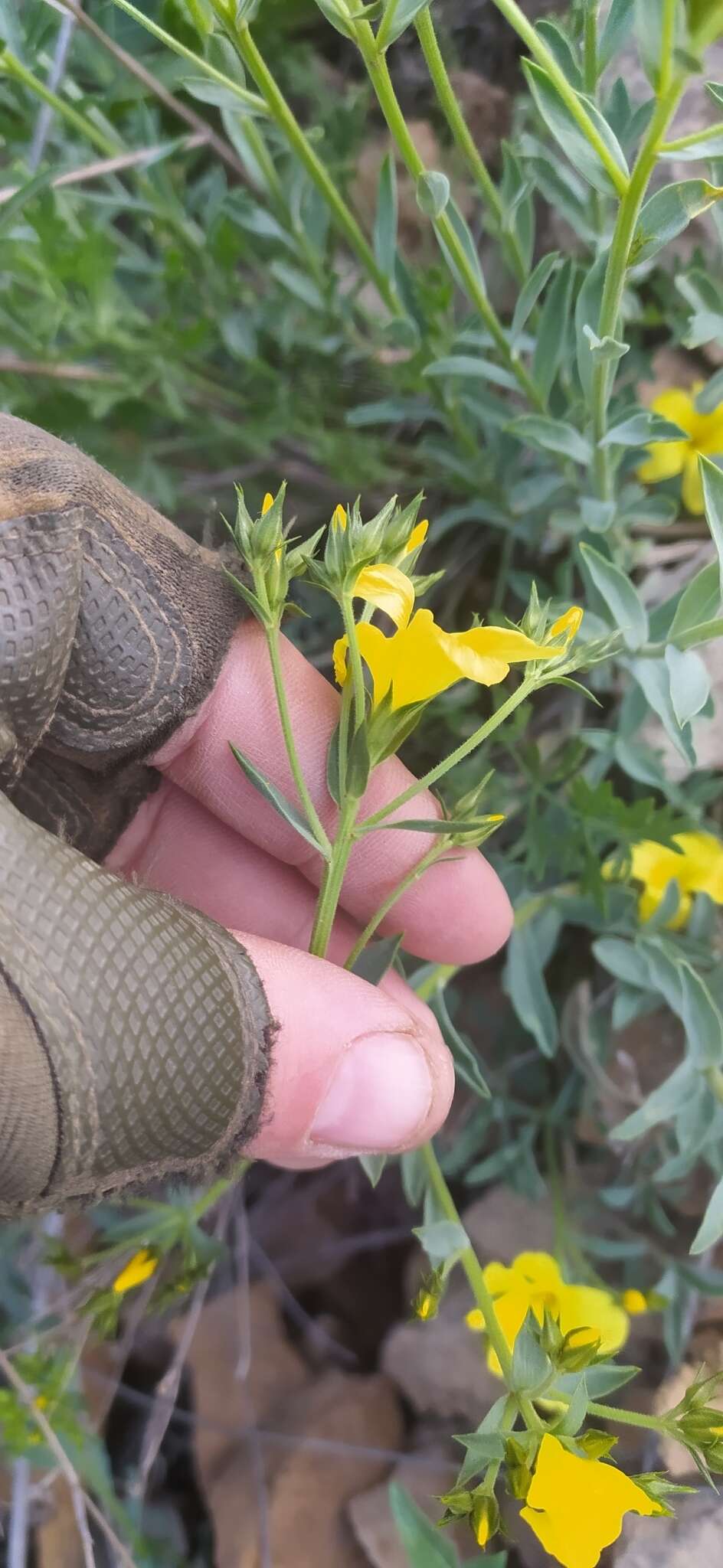 Linum pallasianum subsp. pallasianum resmi