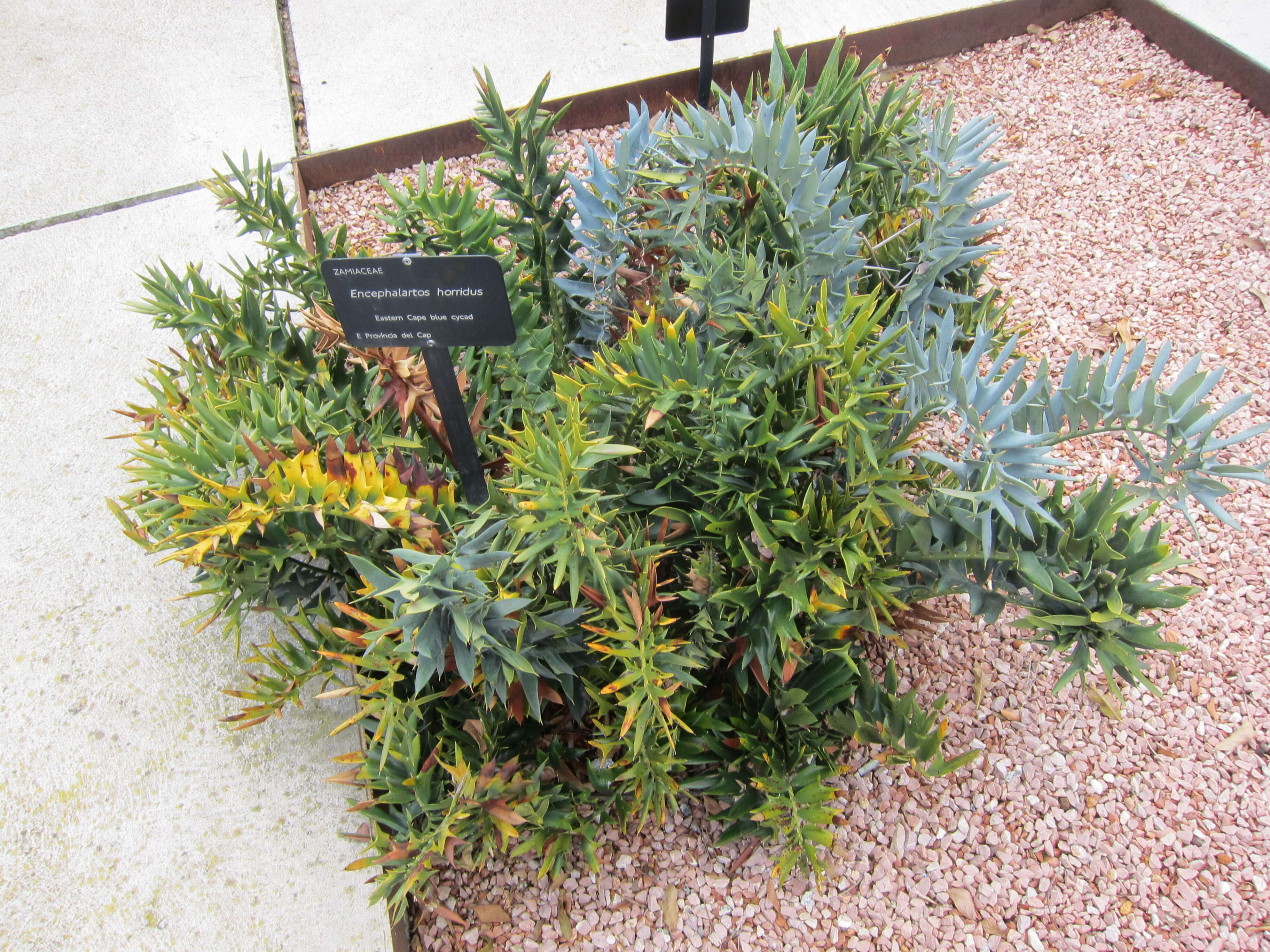 Image of Eastern Cape Blue Cycad