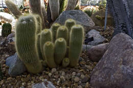 Image of Parodia lenninghausii (F. Haage) F. H. Brandt ex Eggli & Hofacker