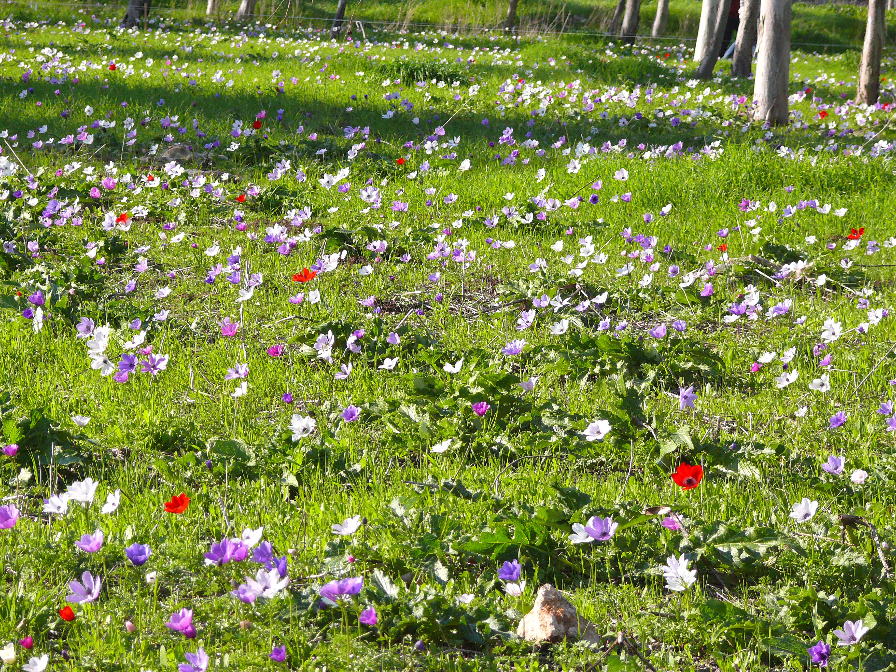 Image of lilies-of-the-field