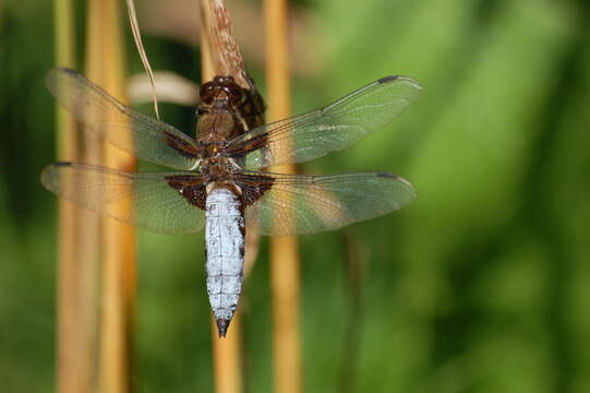 Image of Broad-bodied chaser