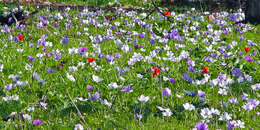 Image of lilies-of-the-field