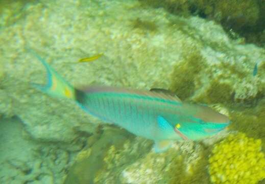 Image of Dark Green Parrotfish