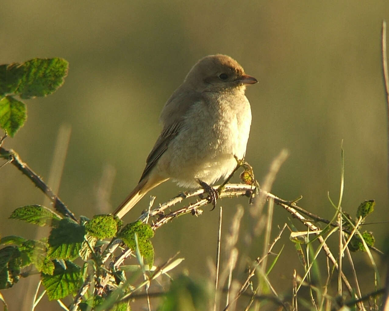 Image of true shrikes