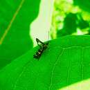 Image of Ithaca Clearwing Moth