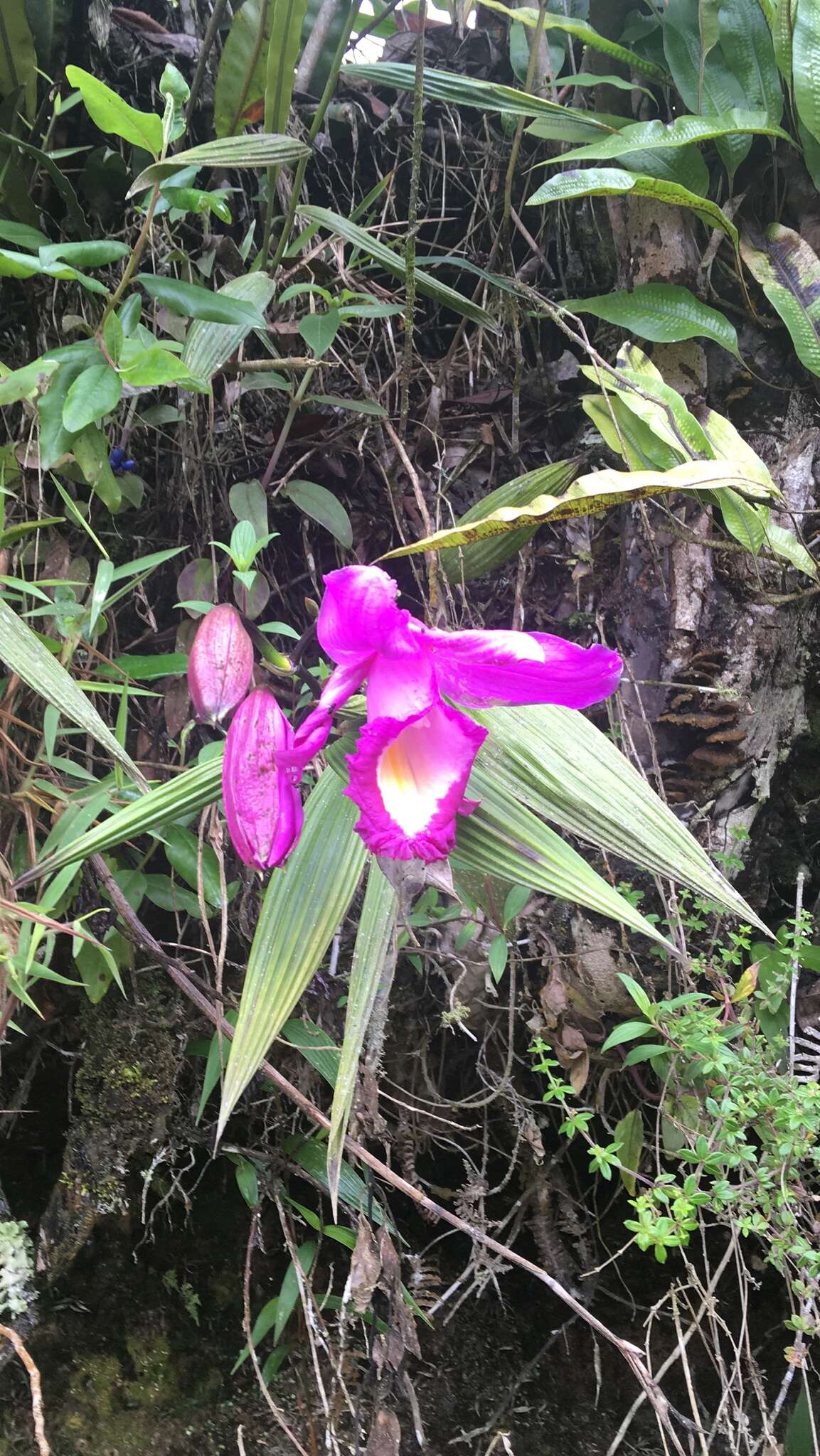 Image of Sobralia ruckeri Linden & Rchb. fil.