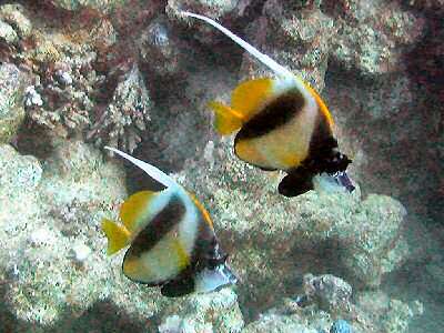 Image of Red Sea Bannerfish