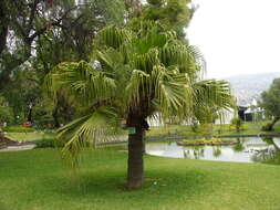 Image of fountain palm