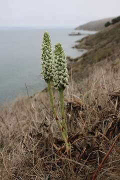 Image of elegant piperia