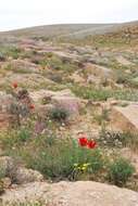 Image de Tulipa systola Stapf