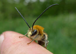 Image of Eucera longicornis (Linnaeus 1758)