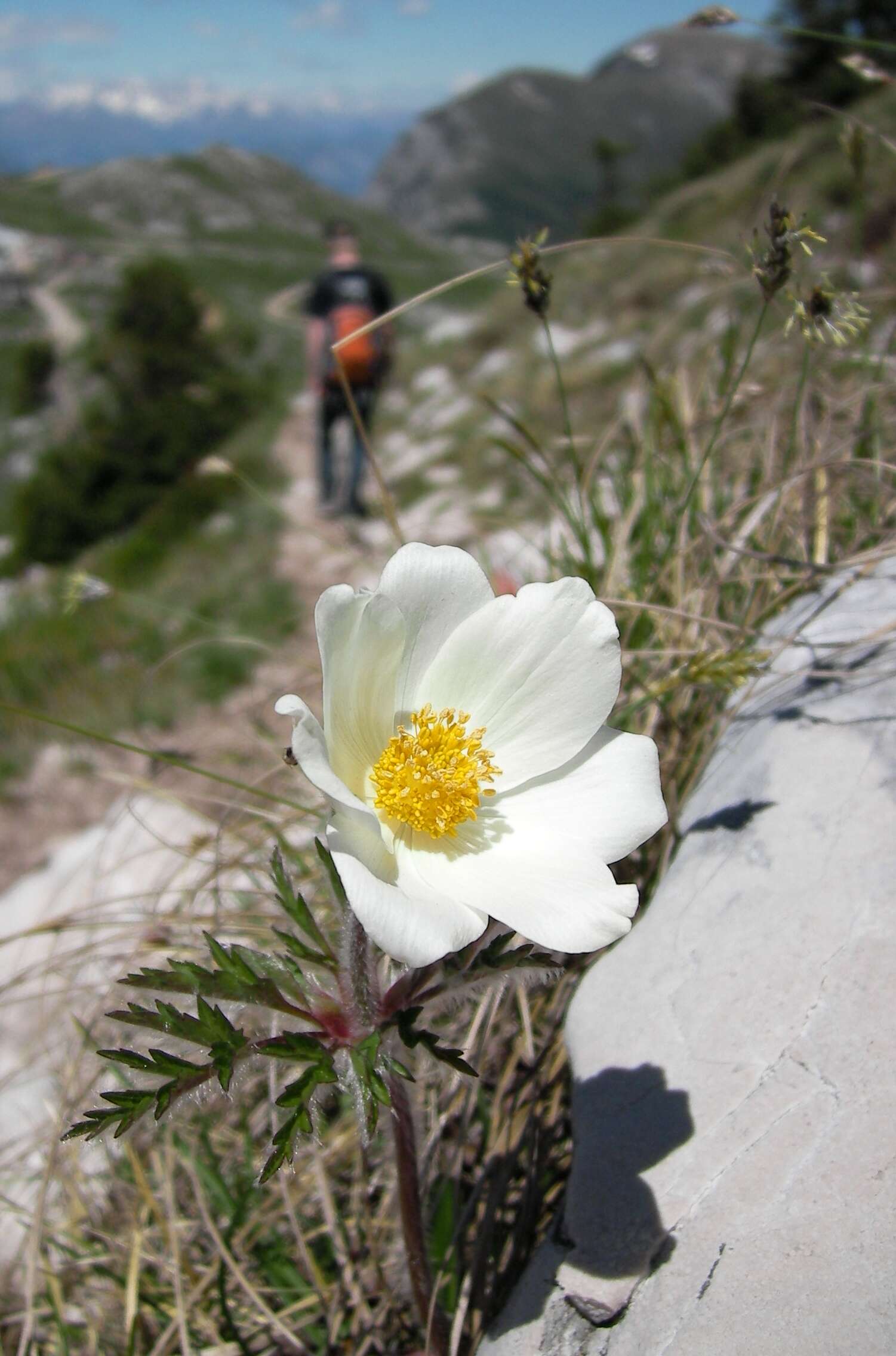 Image of alpine anemone