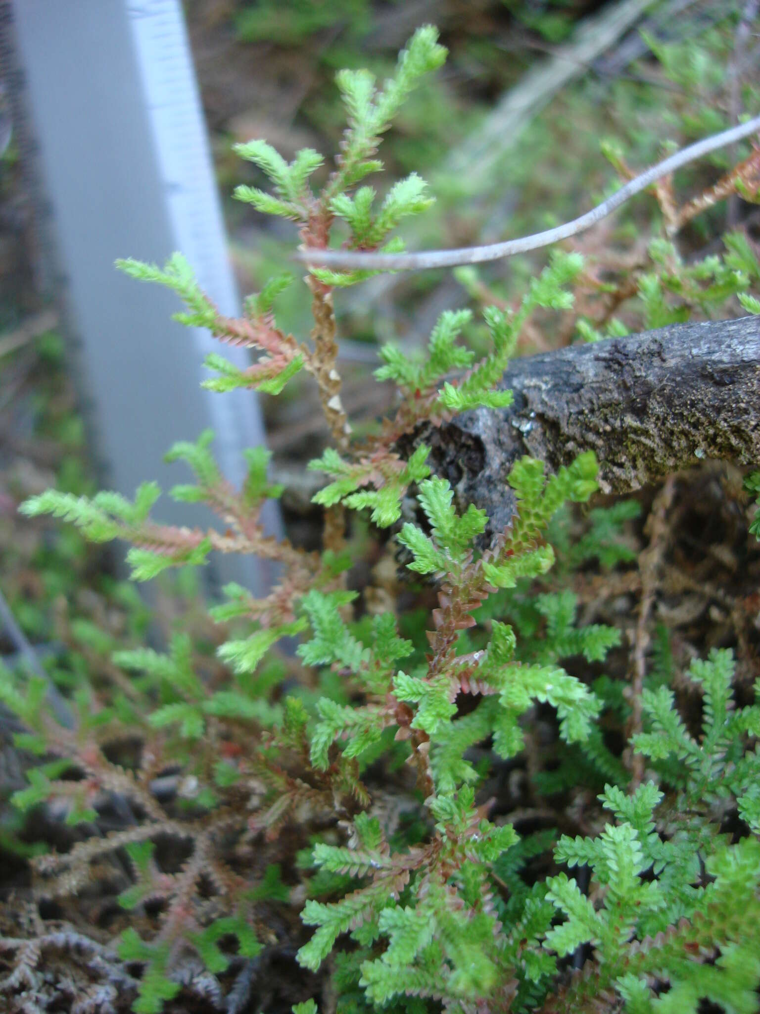 Image of Selaginella delicatissima Linden